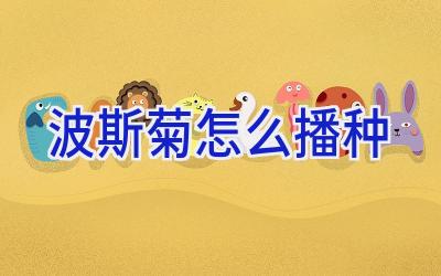 波斯菊怎么播种插图 波斯菊怎么播种插图