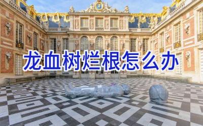 龙血树烂根怎么办插图 龙血树烂根怎么办插图