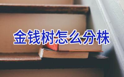 金钱树怎么分株插图