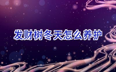 发财树冬天怎么养护插图 发财树冬天怎么养护插图