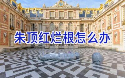 朱顶红烂根怎么办插图