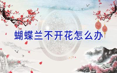 蝴蝶兰不开花怎么办插图 蝴蝶兰不开花怎么办插图