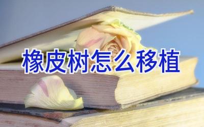 橡皮树怎么移植插图 橡皮树怎么移植插图