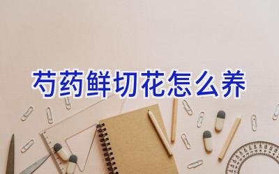 芍药鲜切花怎么养插图 芍药鲜切花怎么养插图