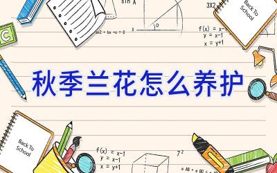 秋季兰花怎么养护插图