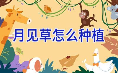 月见草怎么种植插图 月见草怎么种植插图