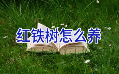 红铁树怎么养插图