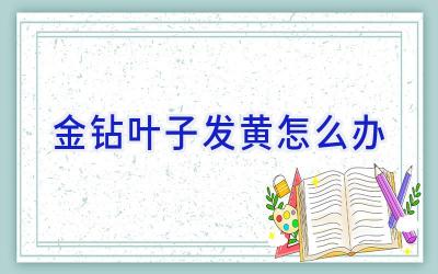 金钻叶子发黄怎么办插图 金钻叶子发黄怎么办插图