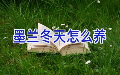 墨兰冬天怎么养插图 墨兰冬天怎么养插图