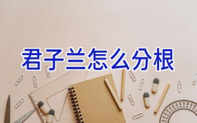 君子兰怎么分根插图