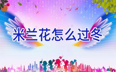 米兰花怎么过冬插图 米兰花怎么过冬插图