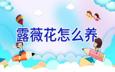 露薇花怎么养插图 露薇花怎么养插图