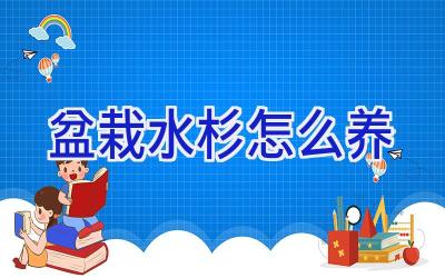 盆栽水杉怎么养插图 盆栽水杉怎么养插图