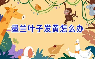 墨兰叶子发黄怎么办插图 墨兰叶子发黄怎么办插图