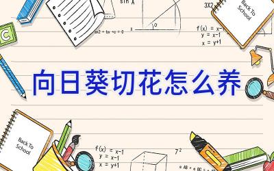 向日葵切花怎么养插图 向日葵切花怎么养插图