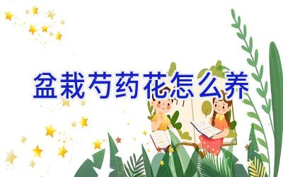 盆栽芍药花怎么养插图