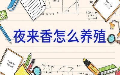 夜来香怎么养殖插图 夜来香怎么养殖插图