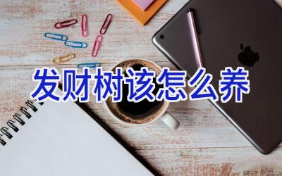 发财树该怎么养插图 发财树该怎么养插图