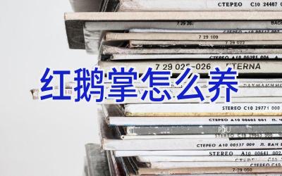 红鹅掌怎么养插图