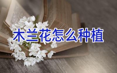 木兰花怎么种植插图