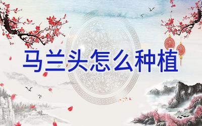 马兰头怎么种植插图