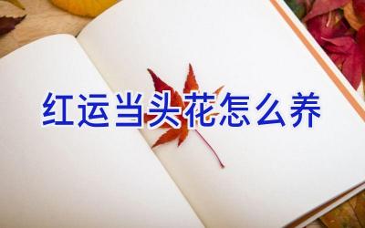 红运当头花怎么养插图 红运当头花怎么养插图