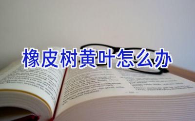 橡皮树黄叶怎么办插图 橡皮树黄叶怎么办插图