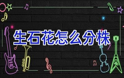 生石花怎么分株插图 生石花怎么分株插图