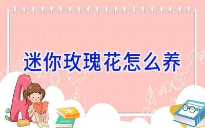 迷你玫瑰花怎么养插图