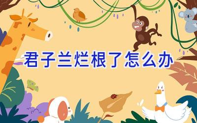 君子兰烂根了怎么办插图