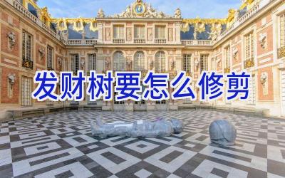 发财树要怎么修剪插图 发财树要怎么修剪插图