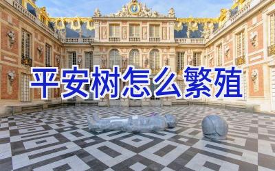 平安树怎么繁殖插图