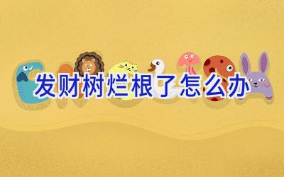 发财树烂根了怎么办插图 发财树烂根了怎么办插图