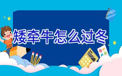 矮牵牛怎么过冬插图