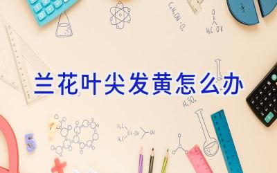 兰花叶尖发黄怎么办插图 兰花叶尖发黄怎么办插图