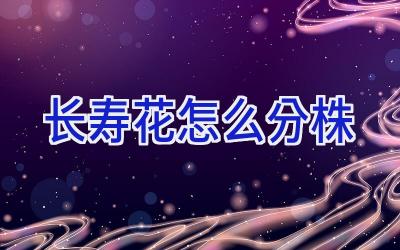 长寿花怎么分株插图