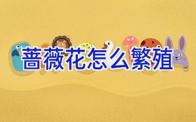 蔷薇花怎么繁殖插图 蔷薇花怎么繁殖插图