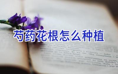 芍药花根怎么种植插图 芍药花根怎么种植插图