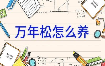 万年松怎么养插图