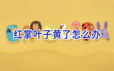 红掌叶子黄了怎么办插图