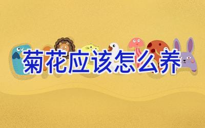 菊花应该怎么养插图 菊花应该怎么养插图