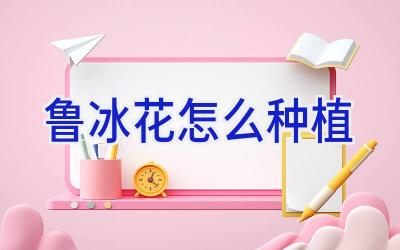 鲁冰花怎么种植插图 鲁冰花怎么种植插图