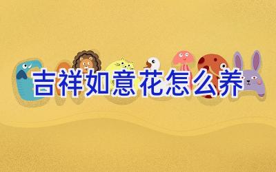 吉祥如意花怎么养插图 吉祥如意花怎么养插图