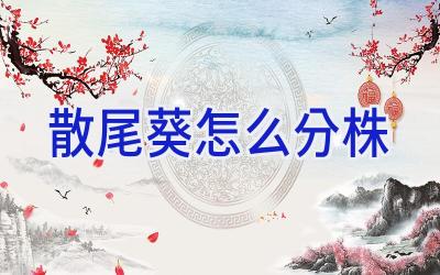 散尾葵怎么分株插图 散尾葵怎么分株插图