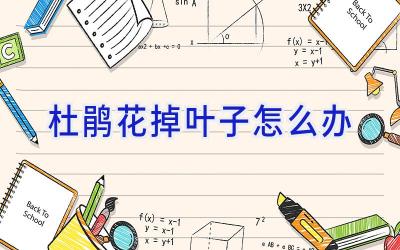 杜鹃花掉叶子怎么办插图 杜鹃花掉叶子怎么办插图