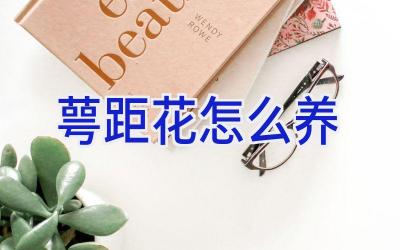 萼距花怎么养插图 萼距花怎么养插图