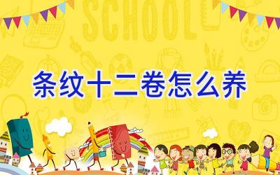 条纹十二卷怎么养插图 条纹十二卷怎么养插图