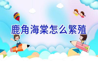 鹿角海棠怎么繁殖插图 鹿角海棠怎么繁殖插图