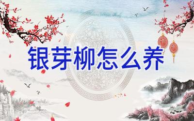 银芽柳怎么养插图 银芽柳怎么养插图