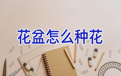 花盆怎么种花插图